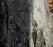 strange hit around tree 2crop -johnu33301.webp