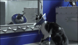 h8AEF4975.gif