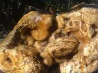 rock 5.webp