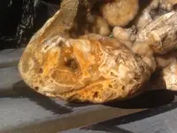 rock 7.webp