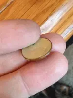 penny 1.webp penny 1.webp