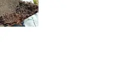 bark.webp