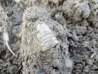 Metal Detecting 2013 047.webp
