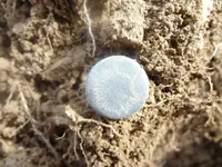 Metal Detecting 2013 049.webp