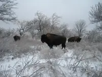 BARNARD SNOW 2013 014.webp
