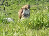 Hawk 002.webp