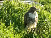 Hawk 049.webp