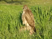 Hawk 065.webp