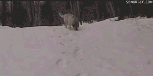 h899A0972.gif