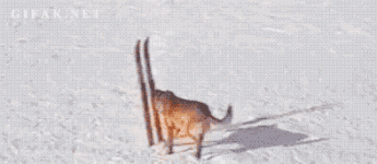 h116495AC.gif