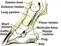 Foot anatomy.jpg