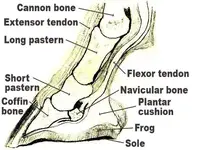 Foot anatomy.webp Foot anatomy.webp