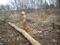 083.webp