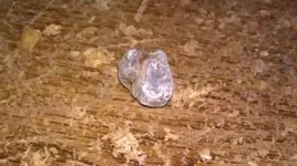 IMAG0618.webp