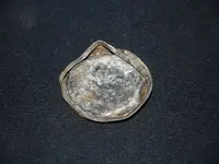 lid 2.webp