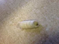 image-140832014.webp