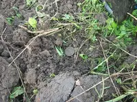 DSCF4784.webp