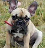 luna-the-french-bulldog_60937_2011-08-17_w450.webp