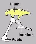 saurischia_hip.webp