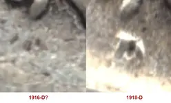 1916-D vs 1918-D High Magnification.webp