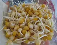 Corn.webp