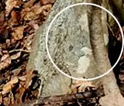 backyard strange hit areaB-johnu33301.webp