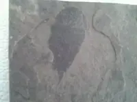 1362323993386.webp