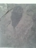 1362324010009.webp