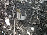 100_6354.webp