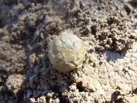 Metal Detecting 2013 071.webp