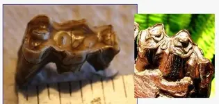 tooth.webp