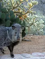 peccary.webp
