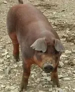 duroc-pig.webp