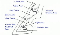 footbones.jpg