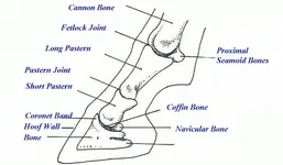 footbones.webp