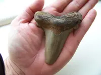 Sharktooth #1.webp