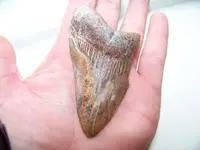 Sharktooth #2.webp