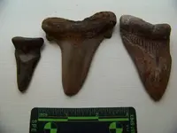 3 Shark teeth.webp