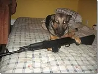 BEST NEW GAURD DOG.webp