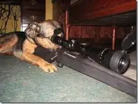 my gaurd dog.webp
