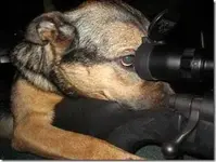MY NEW GAURD DOG.webp