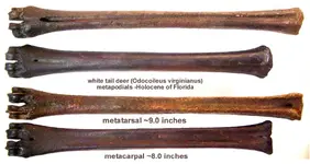 deer_metapodials.webp