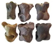 bison_med_phalanges.webp