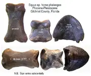 horse_equus_phalanges.webp