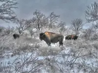 hdrbuff.webp