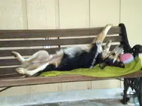 Sleeping Dog.webp