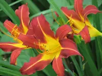 Afew lilies.webp