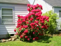 Rhodys 002.webp