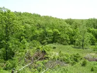 BackYard 006c.webp