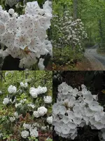Mountain Laurel.webp